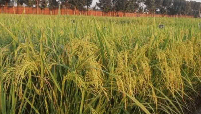 তানোরে আমণের বাম্পার ফলনের সম্ভবনা