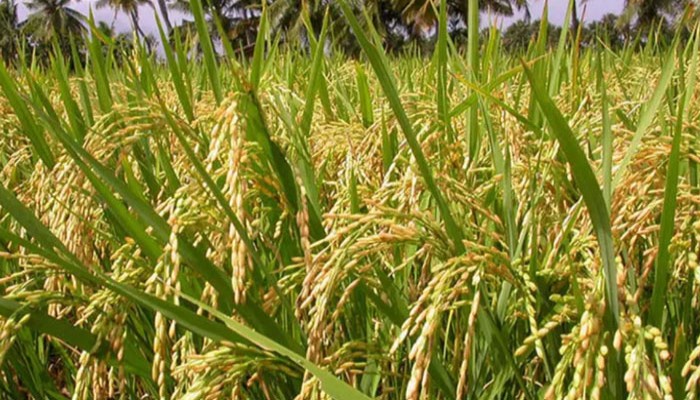 রাজশাহীতে আমনে বাম্পার ফলনের আভাস