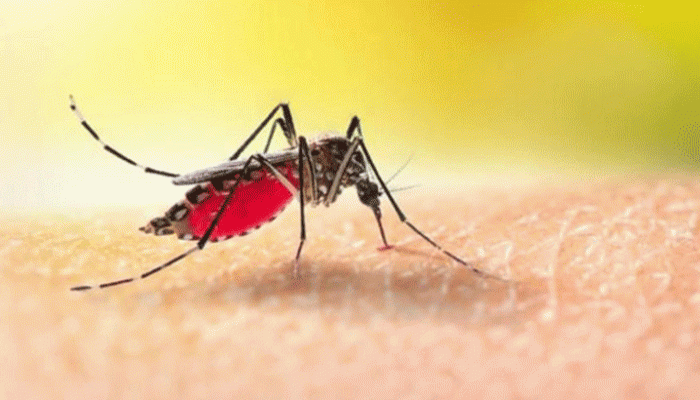 ডেঙ্গুতে আজও ৭ জনের মৃত্যু