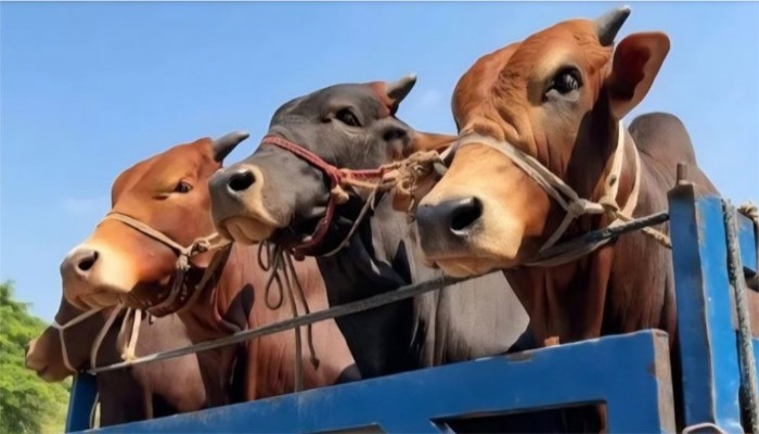 র‍্যাব পরিচয়ে ৩০ গরুসহ ট্রাক ডাকাতি
