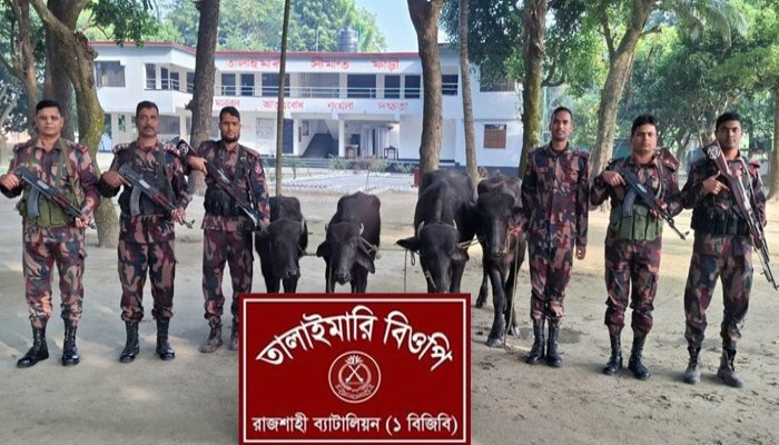 মতিহারে বিজিবির অভিযানে চারটি ভারতীয় মহিষ আটক