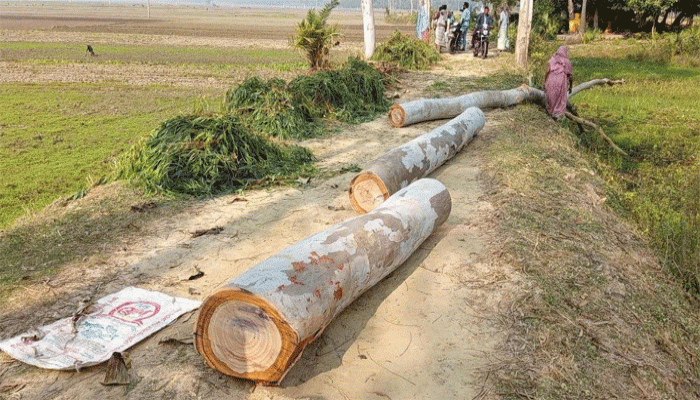 মান্দায় ইউপি সদস্যর বিরুদ্ধে  রাস্তার গাছ কর্তনের অভিযোগ