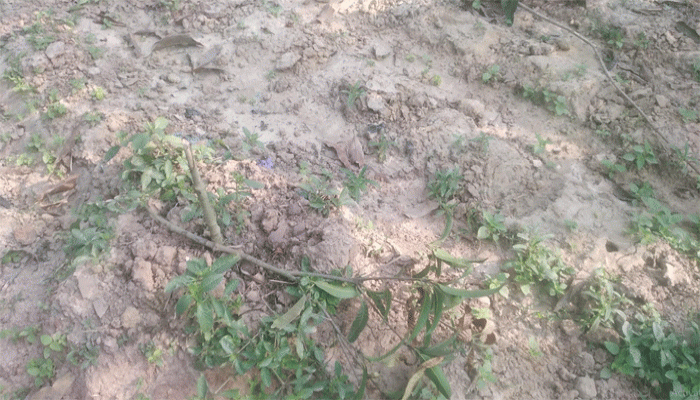 সাপাহারে ফলজ গাছ কর্তনের অভিযোগ