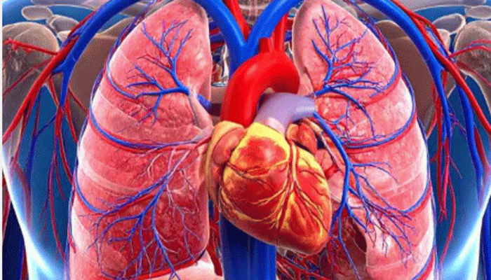 হার্ট, লিভার, চোখ বা কিডনি, কোন অঙ্গ কী উপায়ে সুস্থ থাকে