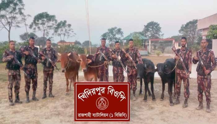 নগরীর কাটাখালিতে চারটি ভারতীয় গবাদিপশু জব্দ