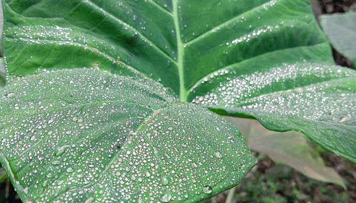 রাজশাহীতে শীতের মধ্যেই গুঁড়ি গুঁড়ি বৃষ্টি