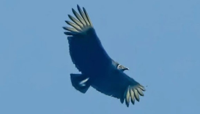 রাজশাহীর আকাশে আমেরিকার কালো শকুন