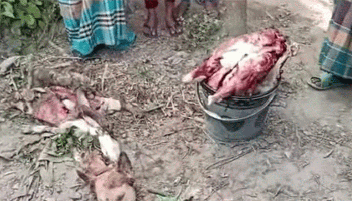 নওগাঁয় কুকুরের মাংস বিক্রির অভিযোগ, কসাই পলাতক