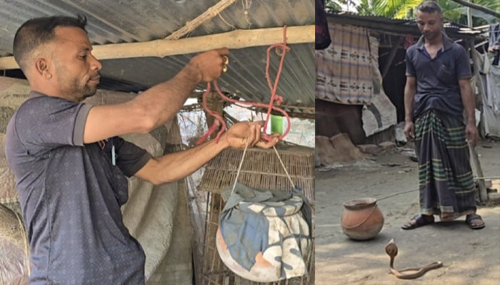 মানুষের ধোঁকা খেয়ে বিষধর সাপ পুষছেন রাজশাহীর আশরাফুল