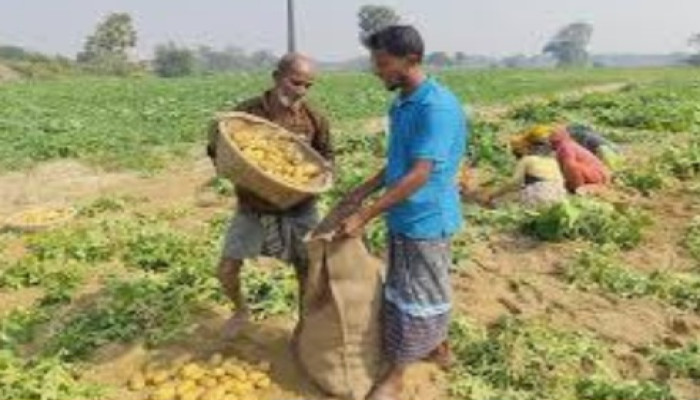 তানোরের আলু চাষিদের কান্না কেউ দেখে না