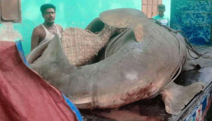 জেলের জালে ধরা পড়ল দানবাকৃতির খটক মাছ