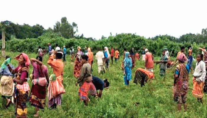 ​ঠাকুরগাঁওয়ে উদ্ধার হওয়া ৮৪ একর বনভূমিতে চারা রোপণ শুরু
