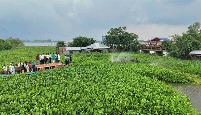 সিংড়ার চলনবিলে জলাবদ্ধতা নিরসনে কচুরিপানা পরিষ্কার কর্মসূচির উদ্বোধন