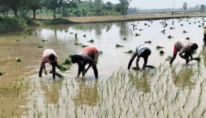 তানোরে আমন ধান রোপণে ব্যস্তসময় পার করছেন চাষিরা