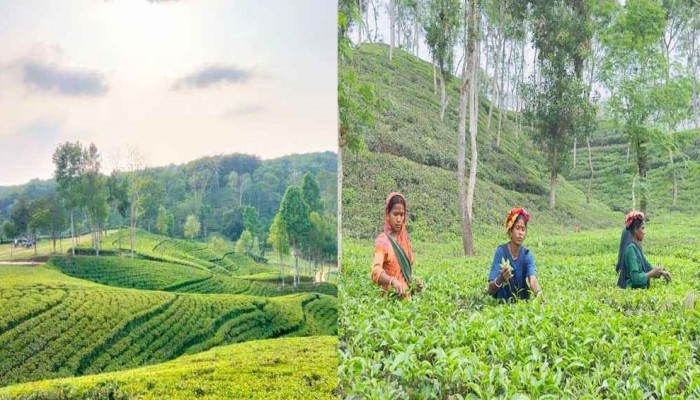 উৎপাদন বাড়লেও সংকটে দেশের চা-শিল্প