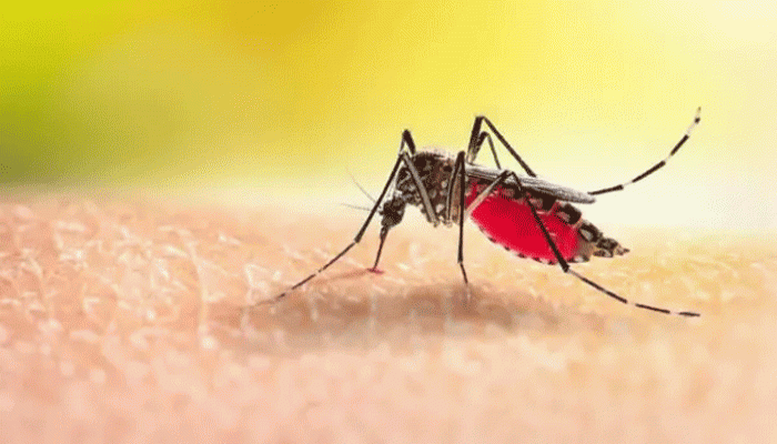 ডেঙ্গুতে আরও ৩ জনের মৃত্যু