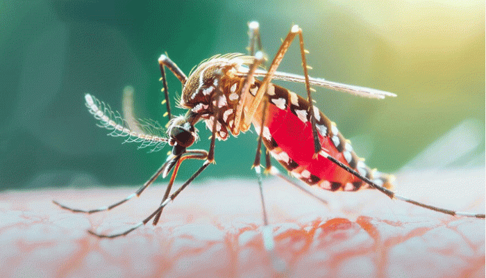 ডেঙ্গুতে আরও ১ জনের মৃত্যু