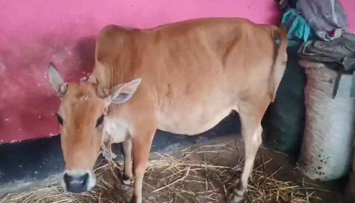 গাইবান্ধায়  অতিরিক্ত সুদের দাবিতে বিধবার গাভী নিয়ে গেল দাদন ব্যবসায়ী