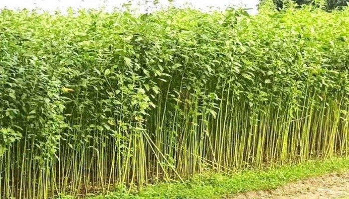 গৃহবধূকে কৌশলে পাটক্ষেতে নিয়ে সংঘবদ্ধ ধর্ষণ