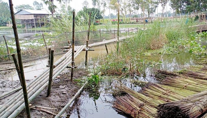 গ্রামবাসীর দূর্ভোগ লাঘবে  সাঁকো  নির্মাণ করলেন বিএনপি  নেতা