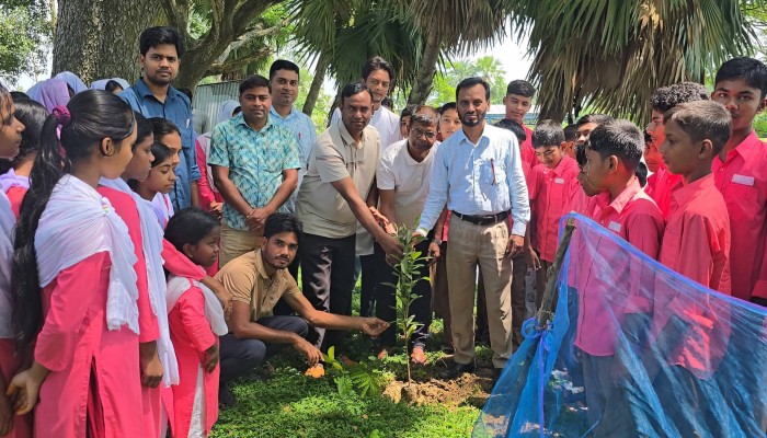 সিংড়ায় ক্ষিদ্রবড়িয়া স্কুলে বৃক্ষরোপণ কর্মসূচি অনুষ্ঠিত