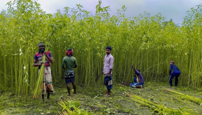 সিংড়ায় পাটের ফলন ও দামে খুশি কৃষক