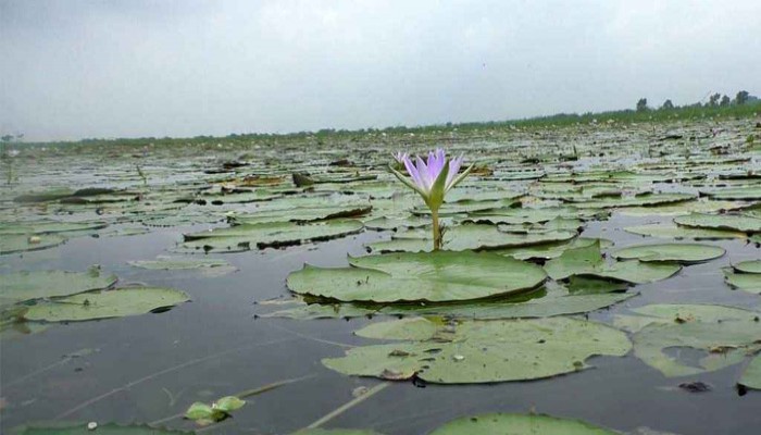 নড়াইলে স্থায়ী জলাবদ্ধতায় নষ্ট আউশ ধান, কৃষকের ক্ষতি কয়েক কোটি টাকা