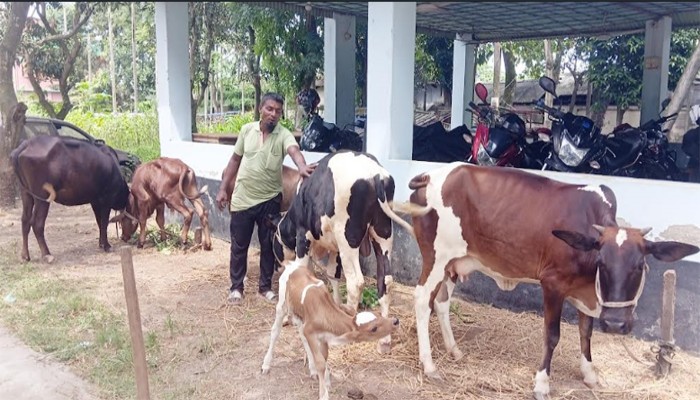 দেড় মাসেও হদিস মেলেনি চুরি যাওয়া গরুর রাণীনগরে ১মাসেও উদ্ধার ৫গরুর মালিক পায়নি পুলিশ