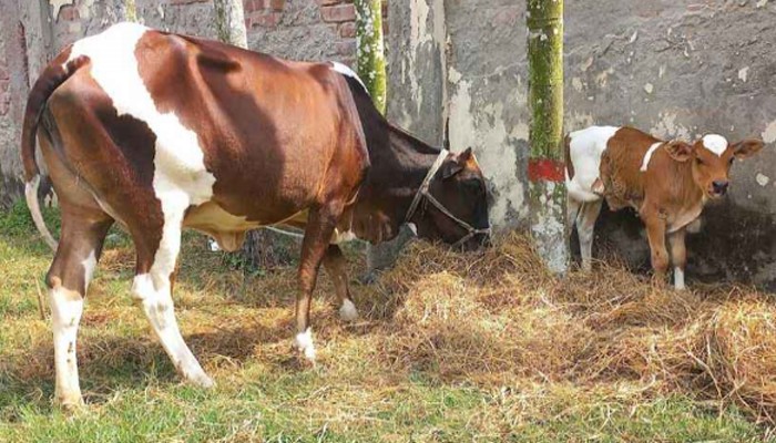 আদালতের নির্দেশে সেই ৬ গরুর নিলাম স্থগিত