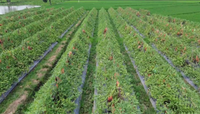 'নিয়ামতপুরে গ্রীষ্মকালীন তরমুজ চাষে সাফল্য