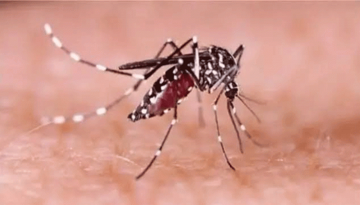 রাজশাহীতে ডেঙ্গুতে আরও একজনের মৃত্যু