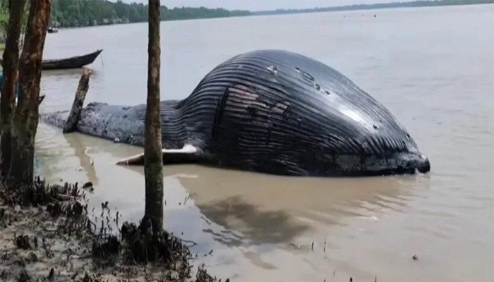 বরগুনায় ভেসে এলো বিশাল মৃত তিমি, দেখতে জনতার ঢল
