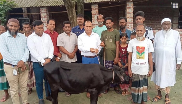 প্রতিমন্ত্রীর গাড়ির ধাক্কায় নিহত ফিরোজার পরিবারকে গাভী প্রদান