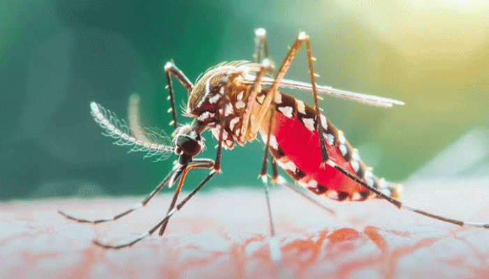 রাজশাহী মেডিকেলে ডেঙ্গুতে কলেজ ছাত্রের মৃত্যু