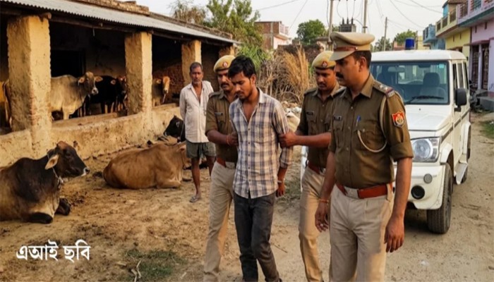 ভারতে গরুর সঙ্গে সঙ্গমের অভিযোগে যুবক গ্রেপ্তার