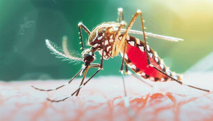 গত ২৪ ঘণ্টায় ডেঙ্গুতে ৭ জনের মৃত্যু