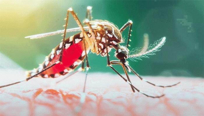 গত ২৪ ঘণ্টায় ডেঙ্গুতে আরও ৬ জনের মৃত্যু