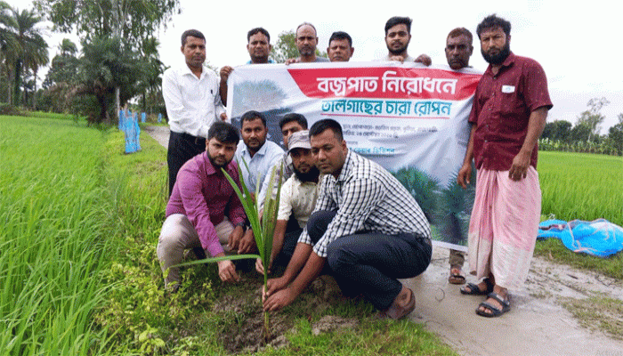 পুঠিয়ার বড়বিলে বজ্রপাতের ঝুঁকি কমাতে ২০০ তালগাছ