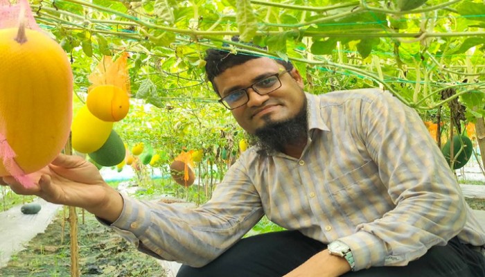 তানোরে মাচায় তরমুজ চাষ জনপ্রিয় হয়ে উঠেছে