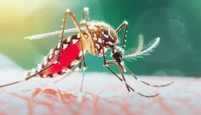 গত ২৪ ঘণ্টায় ডেঙ্গুতে ৬ জনের মৃত্যু