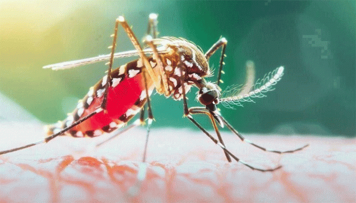গত ২৪ ঘণ্টায় ডেঙ্গুতে ৪ জনের মৃত্যু