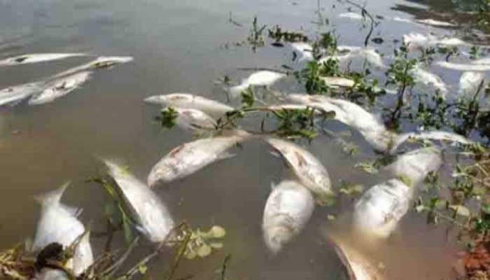 রাণীনগরে পুকুরে বিষ প্রয়োগের অভিযোগ