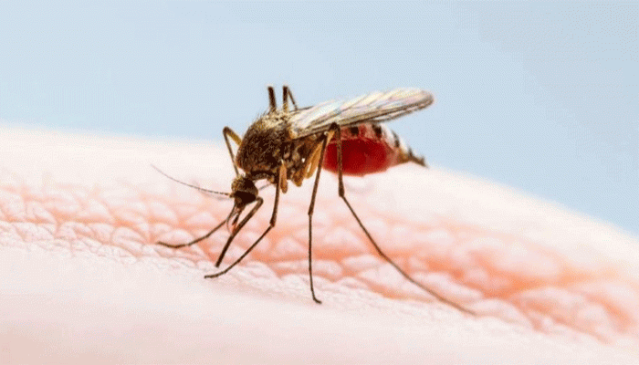 ডেঙ্গুতে একদিনে ১০ জনের মৃত্যু