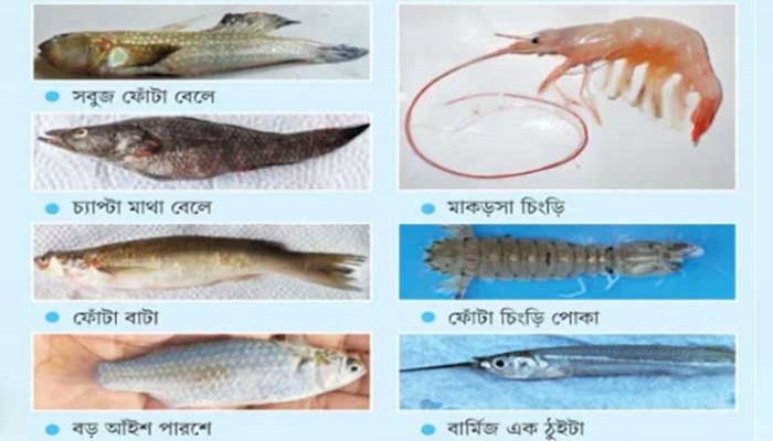আন্তর্জাতিক জিন ব্যাংকে যুক্ত হচ্ছে সুন্দরবনের ৭ জলজ প্রজাতির ডিএনএ সিকোয়েন্স