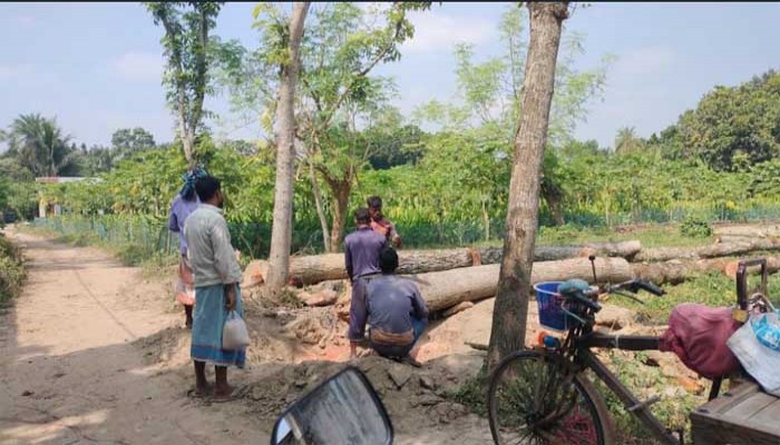 পুঠিয়ায় সরকারি রাস্তার ১৪টি মেহগনি গাছ কাটার অভিযোগ, নীরব প্রশাসন