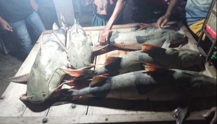 বাঘার পদ্মায় জেলের জালে ৬৩ কেজির ৬ বাগাড় মাছ