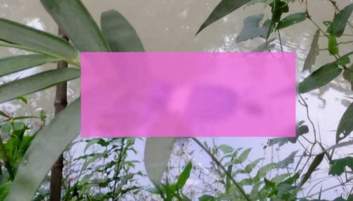 ধামরাইয়ে পুকুরে মিলল গৃহবধূর ভাসমান মরদেহ